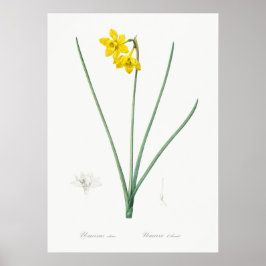 Vintage botanische Illustration Poster