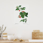 Vintage botanische Illustration Poster (Küche)