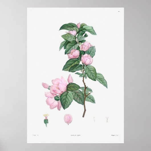 Vintage botanische Illustration Poster (Vorne)