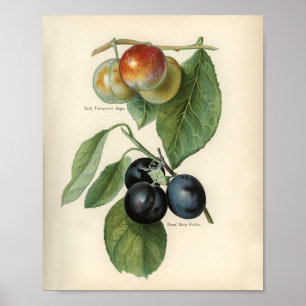 Vintage botanische Illustration Poster