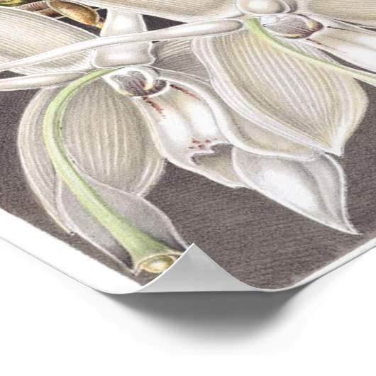 Vintage botanische Illustration Poster (Ecke)