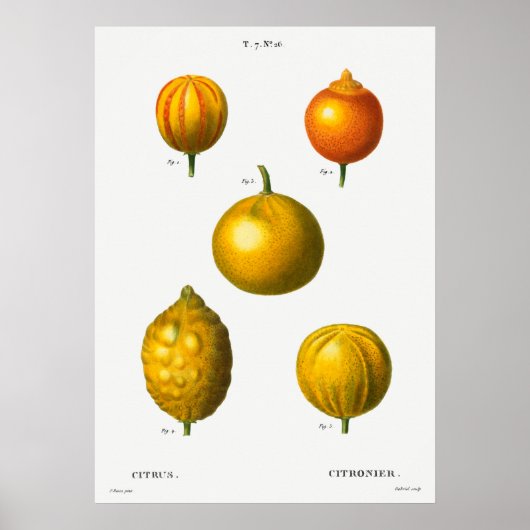Vintage botanische Illustration Poster (Vorne)