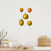 Vintage botanische Illustration Poster (Küche)