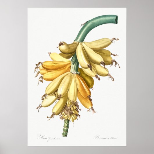 Vintage botanische Illustration Poster (Vorne)