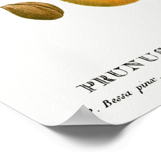 Vintage botanische Illustration Poster (Ecke)