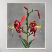 Vintage botanische Illustration Poster (Vorne)