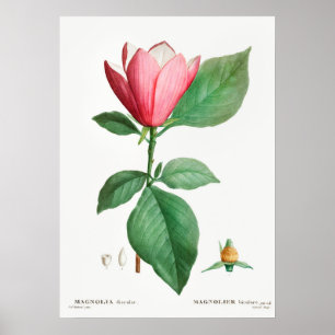 Vintage botanische Illustration Poster