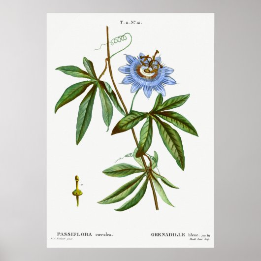 Vintage botanische Illustration Poster (Vorne)