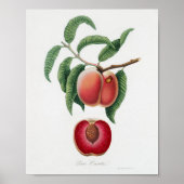 Vintage botanische Illustration Poster (Vorne)