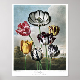 Vintage botanische Illustration Poster