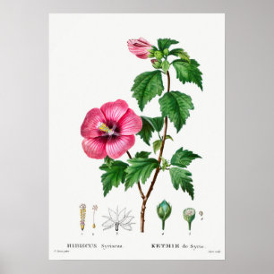 Vintage botanische Illustration Poster