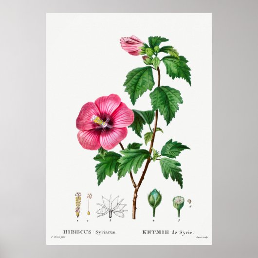 Vintage botanische Illustration Poster (Vorne)