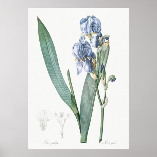 Vintage botanische Illustration Poster (Vorne)
