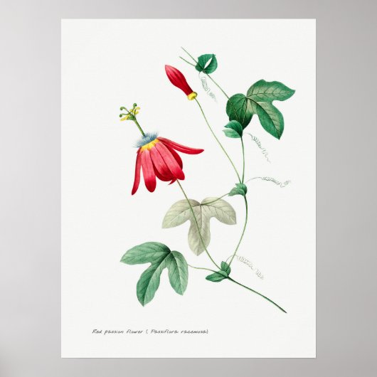 Vintage botanische Illustration Poster (Vorne)