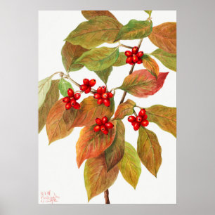 Vintage botanische Illustration Poster