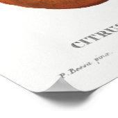 Vintage botanische Illustration Poster (Ecke)