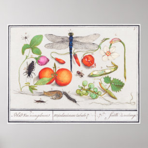 Vintage botanische Illustration Poster
