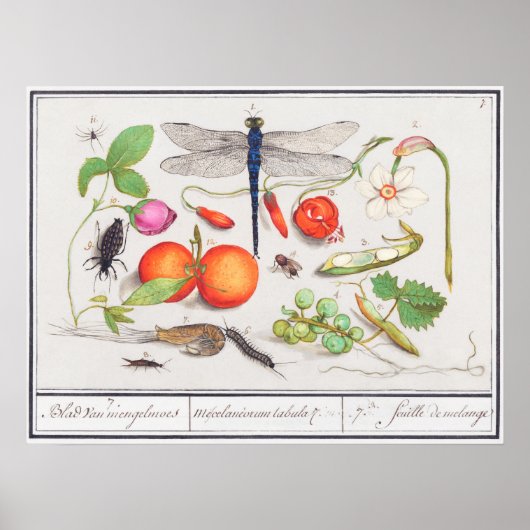 Vintage botanische Illustration Poster (Vorne)