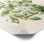 Vintage botanische Illustration Poster (Ecke)