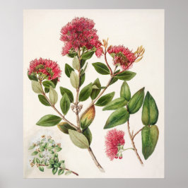 Vintage botanische Illustration Poster