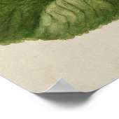 Vintage botanische Illustration Poster (Ecke)