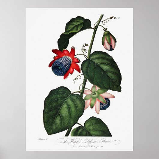Vintage botanische Illustration Poster (Vorne)
