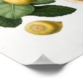 Vintage botanische Illustration Poster (Ecke)