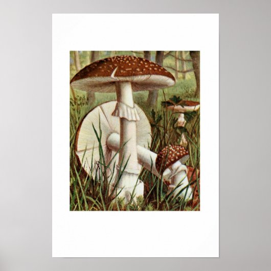 Vintage botanische Illustration Poster (Vorne)