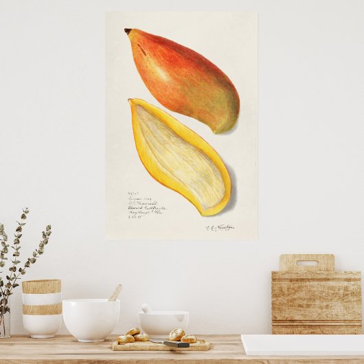 Vintage botanische Illustration Poster (Küche)