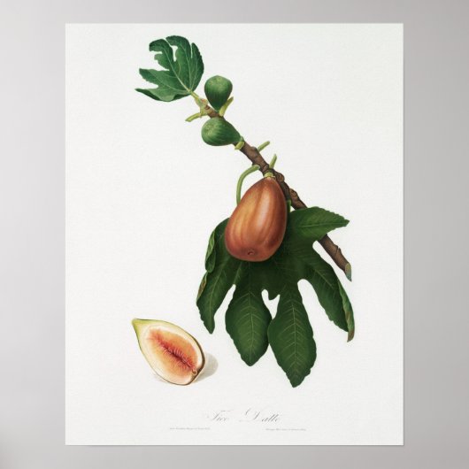 Vintage botanische Illustration Poster (Vorne)