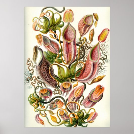 Vintage botanische Illustration Poster (Vorne)