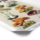 Vintage botanische Illustration Poster (Ecke)