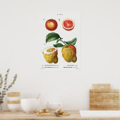Vintage botanische Illustration Poster (Küche)