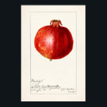 Vintage botanische Illustration Poster<br><div class="desc">Vintage Beschreibung der Pflanze</div>