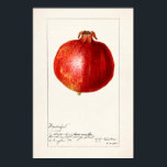 Vintage botanische Illustration Poster<br><div class="desc">Vintage Beschreibung der Pflanze</div>