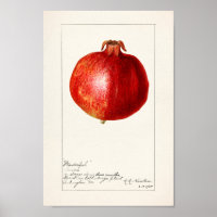Vintage botanische Illustration