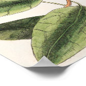 Vintage botanische Illustration Poster (Ecke)