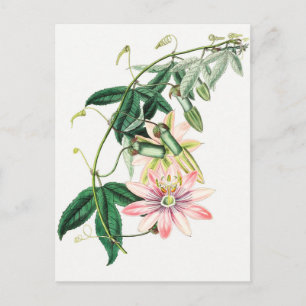 Vintage botanische Illustration Postkarte