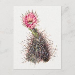 Vintage botanische Illustration Postkarte