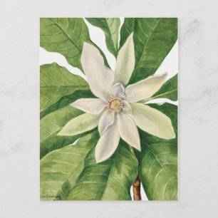 Vintage botanische Illustration Postkarte