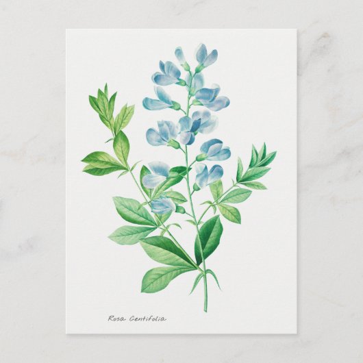 Vintage botanische Illustration Postkarte (Vorderseite)