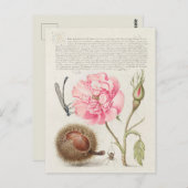 Vintage botanische Illustration Postkarte (Vorne/Hinten)