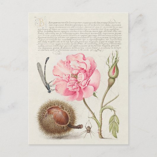 Vintage botanische Illustration Postkarte (Vorderseite)
