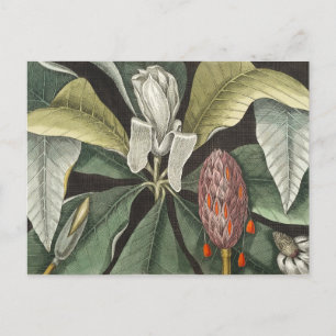 Vintage botanische Illustration Postkarte