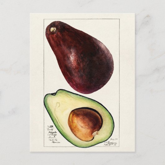 Vintage botanische Illustration Postkarte (Vorderseite)
