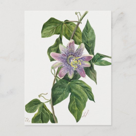 Vintage botanische Illustration Postkarte (Vorderseite)