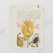 Vintage botanische Illustration Postkarte (Vorne/Hinten)