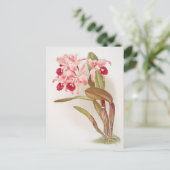 Vintage botanische Illustration Postkarte (Stehend Vorderseite)