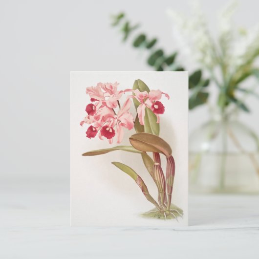 Vintage botanische Illustration Postkarte (Stehend Vorderseite)