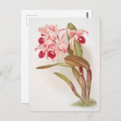 Vintage botanische Illustration Postkarte (Vorne/Hinten)